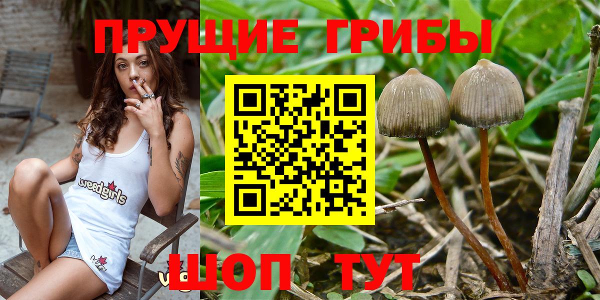 Киржач  Псилоцибиновые грибы MAGIC MUSHROOMS  Вход с VPN 